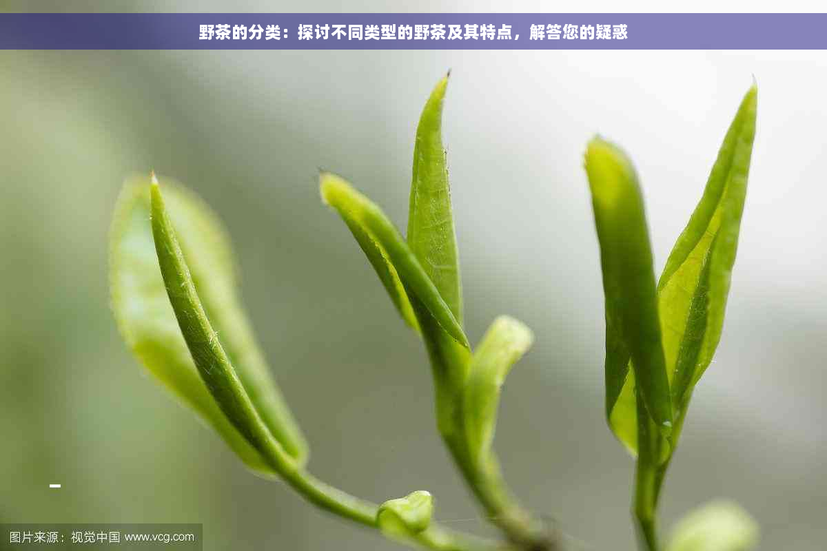 野茶的分类：探讨不同类型的野茶及其特点，解答您的疑惑