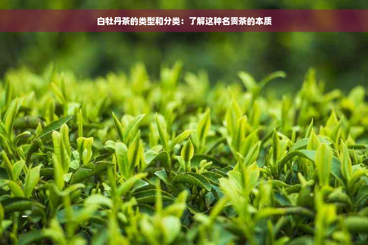 白牡丹茶的类型和分类：了解这种名贵茶的本质