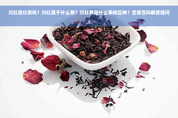 川红是红茶吗？川红属于什么茶？川红茶是什么茶树品种？百度百科解答疑问。