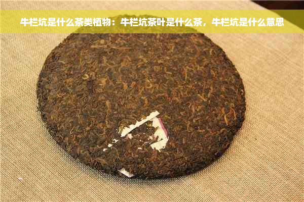 牛栏坑是什么茶类植物：牛栏坑茶叶是什么茶，牛栏坑是什么意思