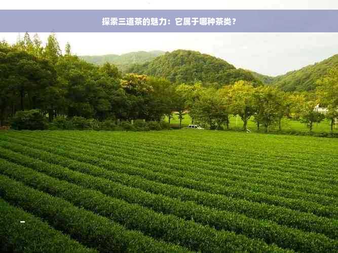 探索三道茶的魅力：它属于哪种茶类？