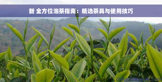 新 全方位泡茶指南：精选茶具与使用技巧