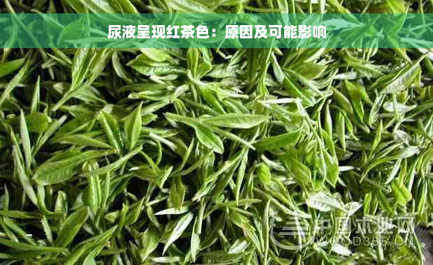 尿液呈现红茶色：原因及可能影响