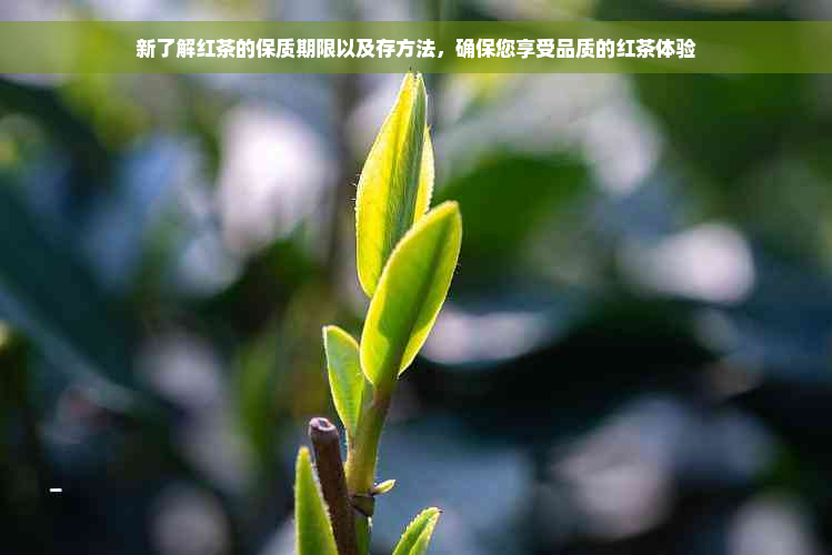 新了解红茶的保质期限以及存方法，确保您享受品质的红茶体验