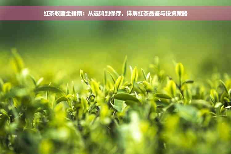 红茶收藏全指南：从选购到保存，详解红茶品鉴与投资策略