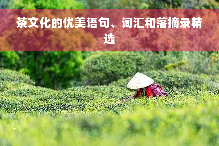 茶文化的优美语句、词汇和落摘录精选