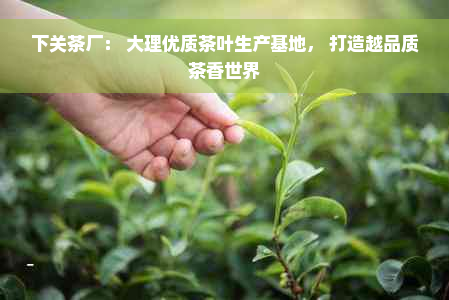 下关茶厂： 大理优质茶叶生产基地， 打造越品质茶香世界