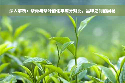 深入解析：茶膏与茶叶的化学成分对比，品味之间的奥秘