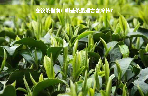 冬饮茶指南：哪些茶最适合寒冷节？