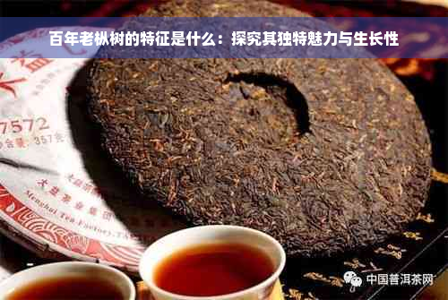 百年老枞树的特征是什么：探究其独特魅力与生长性