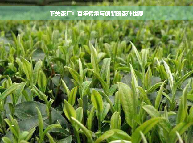 下关茶厂：百年传承与创新的茶叶世家