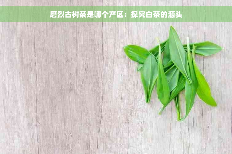 磨烈古树茶是哪个产区：探究白茶的源头