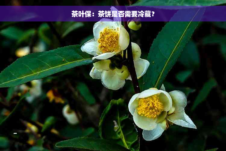 茶叶保：茶饼是否需要冷藏？