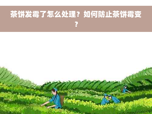 茶饼发霉了怎么处理？如何防止茶饼霉变？