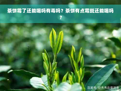 茶饼霉了还能喝吗有毒吗？茶饼有点霉斑还能喝吗？