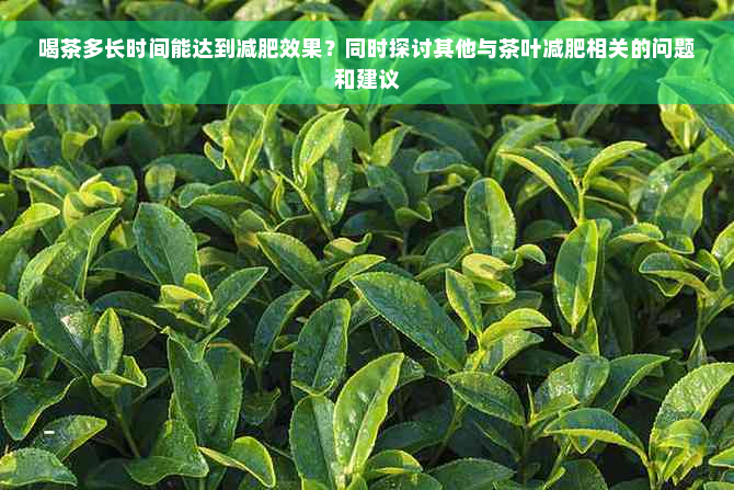 喝茶多长时间能达到减肥效果？同时探讨其他与茶叶减肥相关的问题和建议