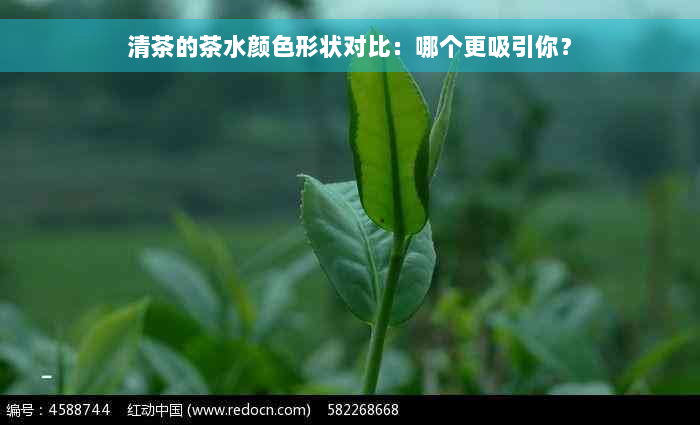 清茶的茶水颜色形状对比：哪个更吸引你？