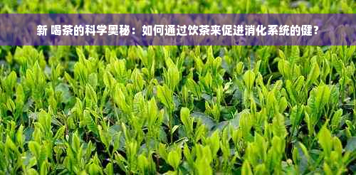 新 喝茶的科学奥秘：如何通过饮茶来促进消化系统的健？