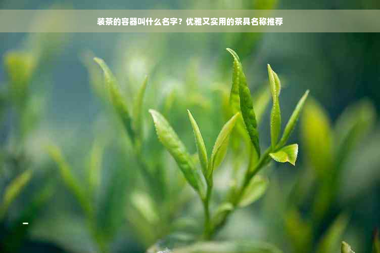 装茶的容器叫什么名字？优雅又实用的茶具名称推荐