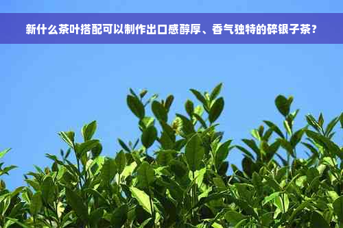 新什么茶叶搭配可以制作出口感醇厚、香气独特的碎银子茶？