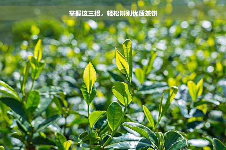 掌握这三招，轻松辨别优质茶饼