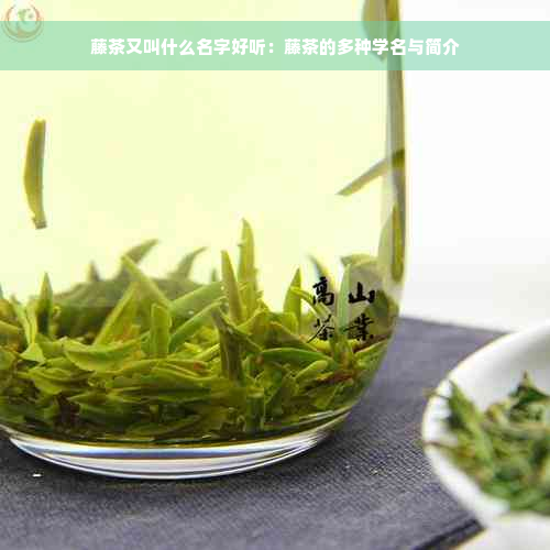 藤茶又叫什么名字好听：藤茶的多种学名与简介