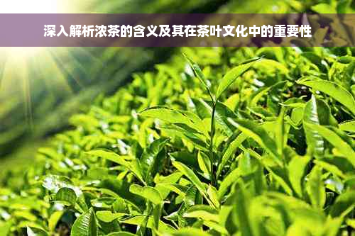 深入解析浓茶的含义及其在茶叶文化中的重要性