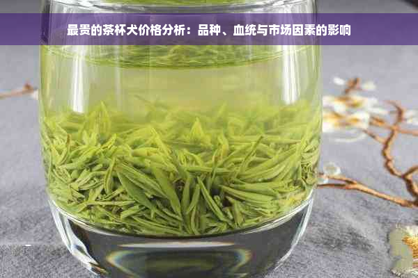 最贵的茶杯犬价格分析：品种、血统与市场因素的影响