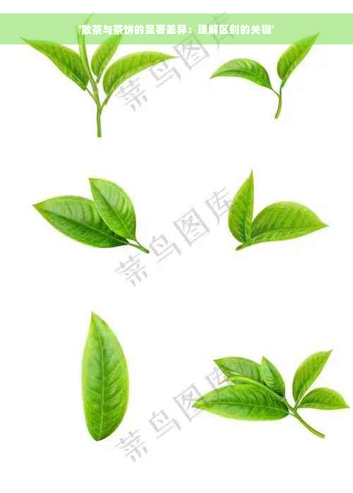 '散茶与茶饼的显著差异：理解区别的关键'