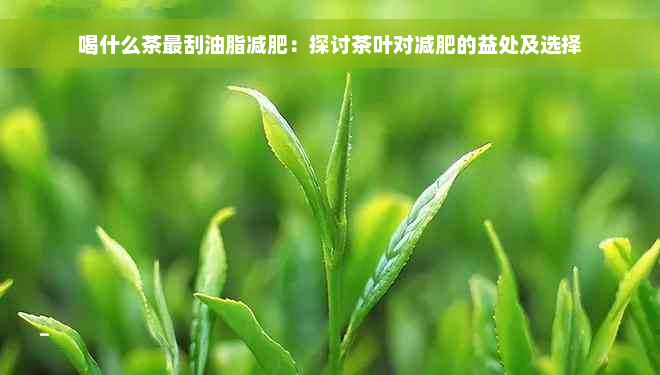 喝什么茶最刮油脂减肥：探讨茶叶对减肥的益处及选择