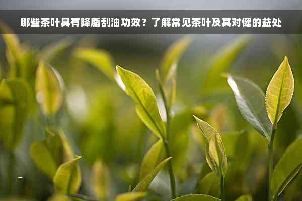 哪些茶叶具有降脂刮油功效？了解常见茶叶及其对健的益处