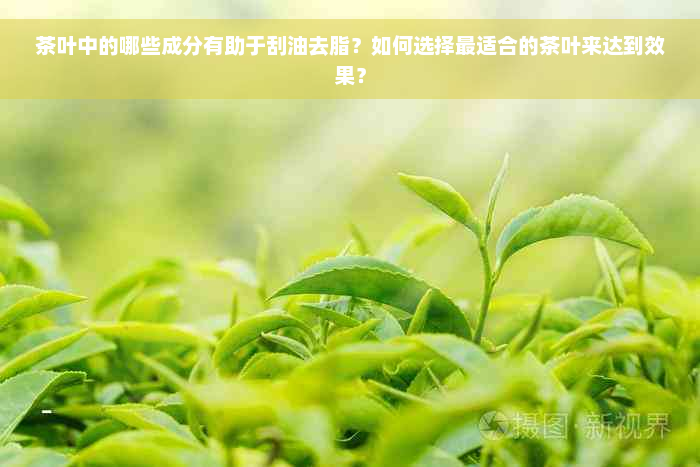 茶叶中的哪些成分有助于刮油去脂？如何选择最适合的茶叶来达到效果？