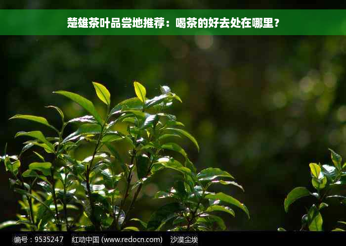 楚雄茶叶品尝地推荐：喝茶的好去处在哪里？