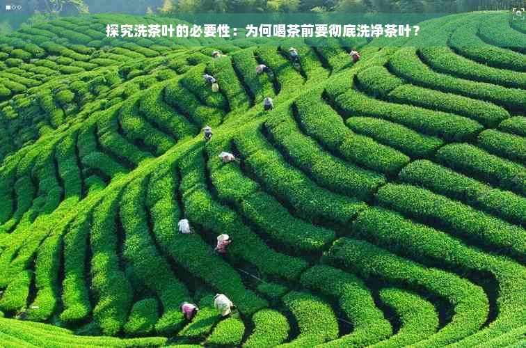 探究洗茶叶的必要性：为何喝茶前要彻底洗净茶叶？