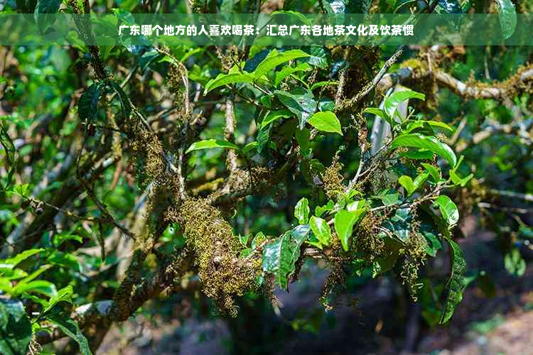 广东哪个地方的人喜欢喝茶：汇总广东各地茶文化及饮茶惯