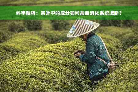 科学解析：茶叶中的成分如何帮助消化系统减脂？