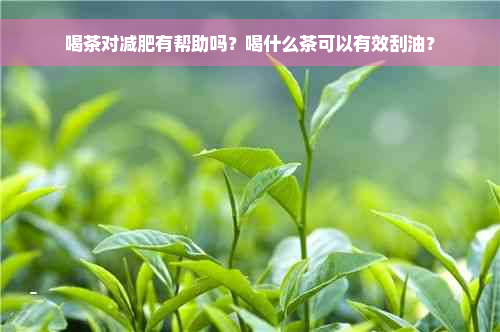 喝茶对减肥有帮助吗？喝什么茶可以有效刮油？