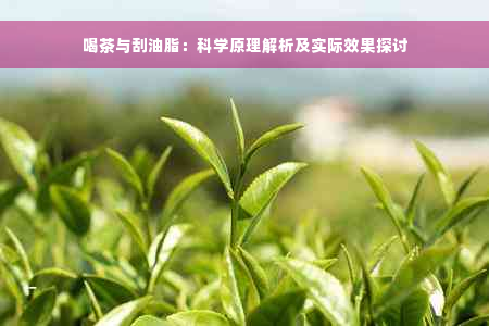 喝茶与刮油脂：科学原理解析及实际效果探讨