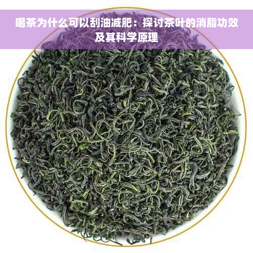 喝茶为什么可以刮油减肥：探讨茶叶的消脂功效及其科学原理