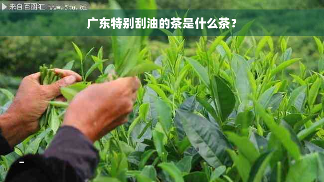 广东特别刮油的茶是什么茶？