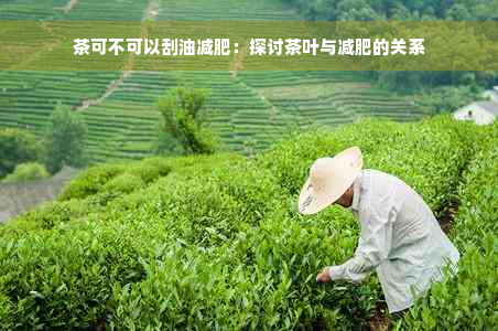 茶可不可以刮油减肥：探讨茶叶与减肥的关系