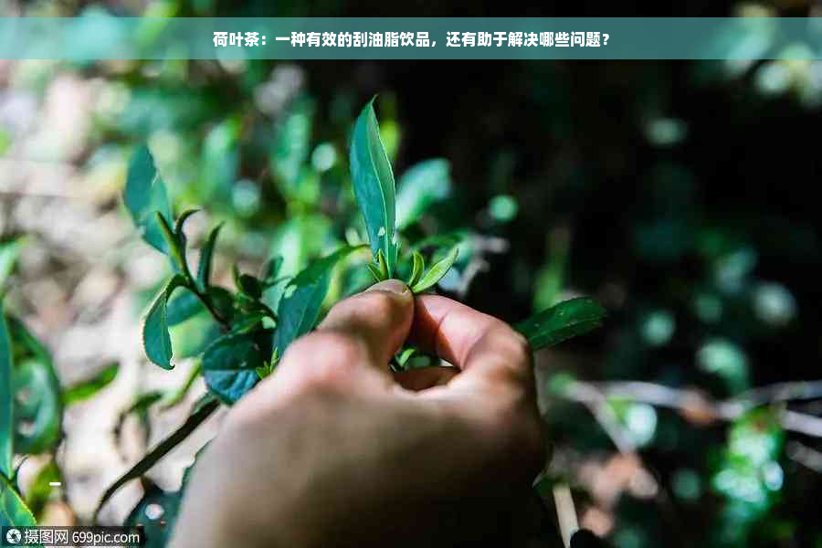 荷叶茶：一种有效的刮油脂饮品，还有助于解决哪些问题？