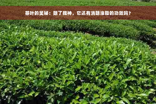 茶叶的奥秘：除了提神，它还有消除油脂的功效吗？