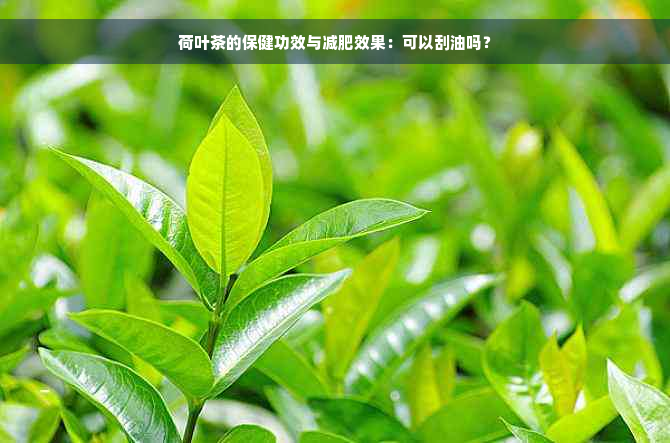 荷叶茶的保健功效与减肥效果：可以刮油吗？