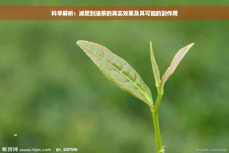 科学解析：减肥刮油茶的真实效果及其可能的副作用