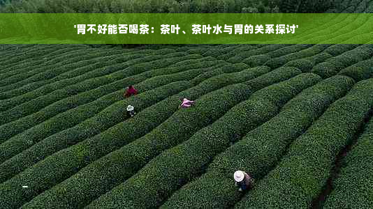 '胃不好能否喝茶：茶叶、茶叶水与胃的关系探讨'