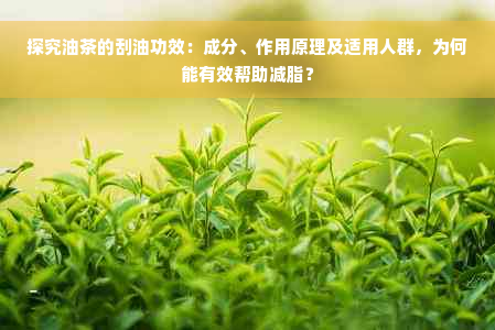 探究油茶的刮油功效：成分、作用原理及适用人群，为何能有效帮助减脂？