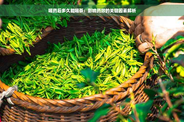 喝药后多久能喝茶：影响药效的关键因素解析