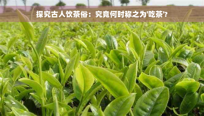 探究古人饮茶俗：究竟何时称之为'吃茶'?