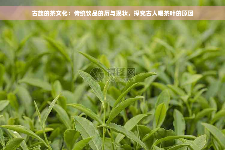 古族的茶文化：传统饮品的历与现状，探究古人喝茶叶的原因